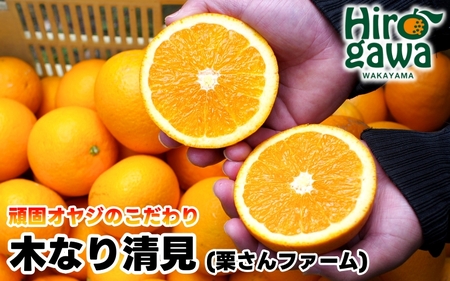 木なり 清見 オレンジ 2kg 頑固オヤジのこだわり / 清見オレンジ 清見タンゴール きよみ 清美 甘い 完熟 和歌山 柑橘 ※3月中旬〜4月上旬に順次発送 【krf009-r-2A】