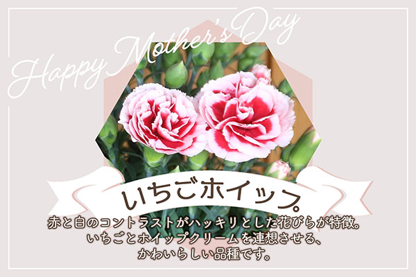 【5月初旬より順次発送】成澤さんのカーネーション いちごホイップ 5号鉢（入金期限：2026.4.30）母の日に プレゼント いちごホイップ