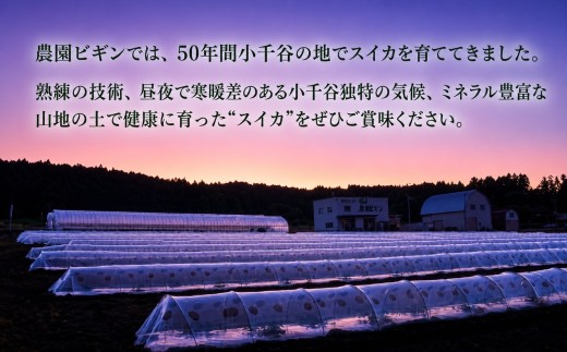 【 先行予約 数量限定 】 大玉スイカ 祭りばやし777 2玉 令和8年産 新潟県小千谷産 農園ビギン すいか 西瓜 シャリシャリ食感 みずみずしい 甘い 果物 フルーツ 夏の味覚 贈答 ギフト 新潟県 小千谷市 【0002-0247】