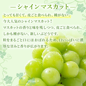 ぶどう 2024年 先行予約 ご家庭用 シャイン マスカット 2～3房 合計約1.2kg ブドウ 葡萄  岡山県産 国産 フルーツ 果物 ギフト
