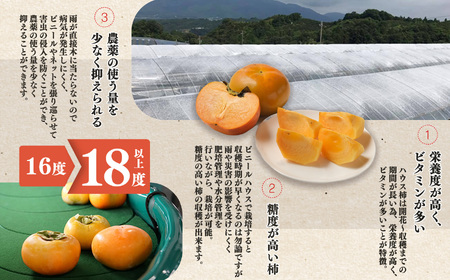 ハウス柿（ Ｍサイズ 12個入 ）| フルーツ 果物 くだもの 柿 刀根柿 ハウス 奈良県 五條市 JA