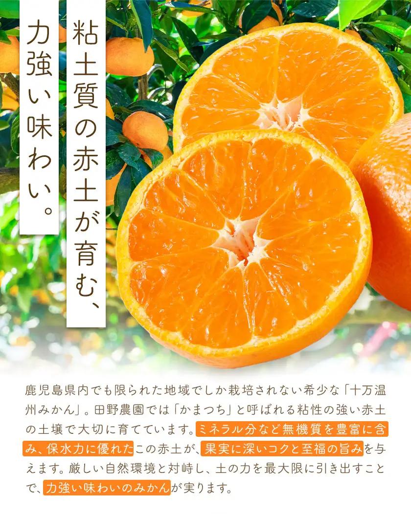 十万温州みかん L 10kg 田野農園《12月中旬-3月中旬頃出荷》鹿児島県 さつま町