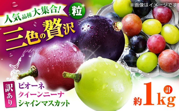 
            【先行予約】 訳あり ぶどう3種 食べ比べ 切り落とし 計約1kg  【合同会社 社方園】わけあり ブドウ 熊本  [ZBZ009]
          