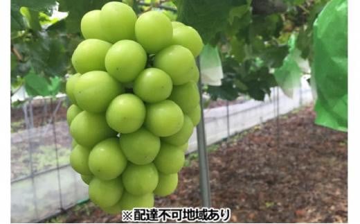 岡山県産 贈答用シャインマスカット 2房（1房700g前後） フルーツ ぶどう 葡萄 ひらた農園 岡山 2025年