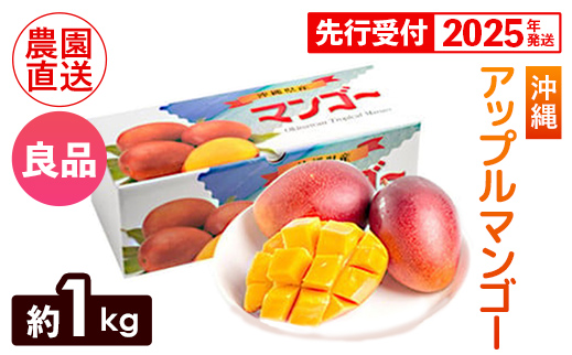 【化粧箱入】【先行受付・2025年発送】ヤマト農園 アップルマンゴー約1kg（良品）- 先行予約 沖縄県産 産地直送 南国フルーツ 旬の味覚 季節の果物 贈り物 ギフト 沖縄県 八重瀬町