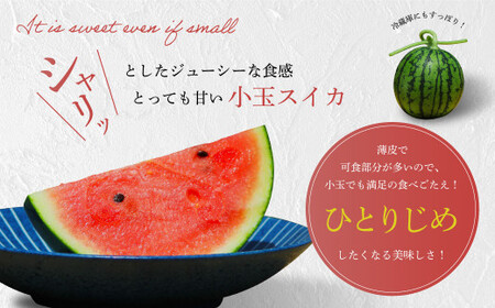 【上村農園】 小玉すいか 約2.3kg2玉 ひとりじめ 【2026年4月上旬～4月下旬迄順次発送予定】 春スイカ 植木 スイカ 西瓜