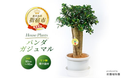 2026年1月中旬～発送【観葉植物】パンダガジュマル85cm～95cm リン鉢(前園植物園/110-1448) 南国鹿児島県で育った 観葉植物！植物 鉢付 インテリア 室内 オフィス おしゃれ プレゼント ギフト 開店祝い 移転祝い マイナスイオン【配送不可地域：北海道・沖縄県・離島】