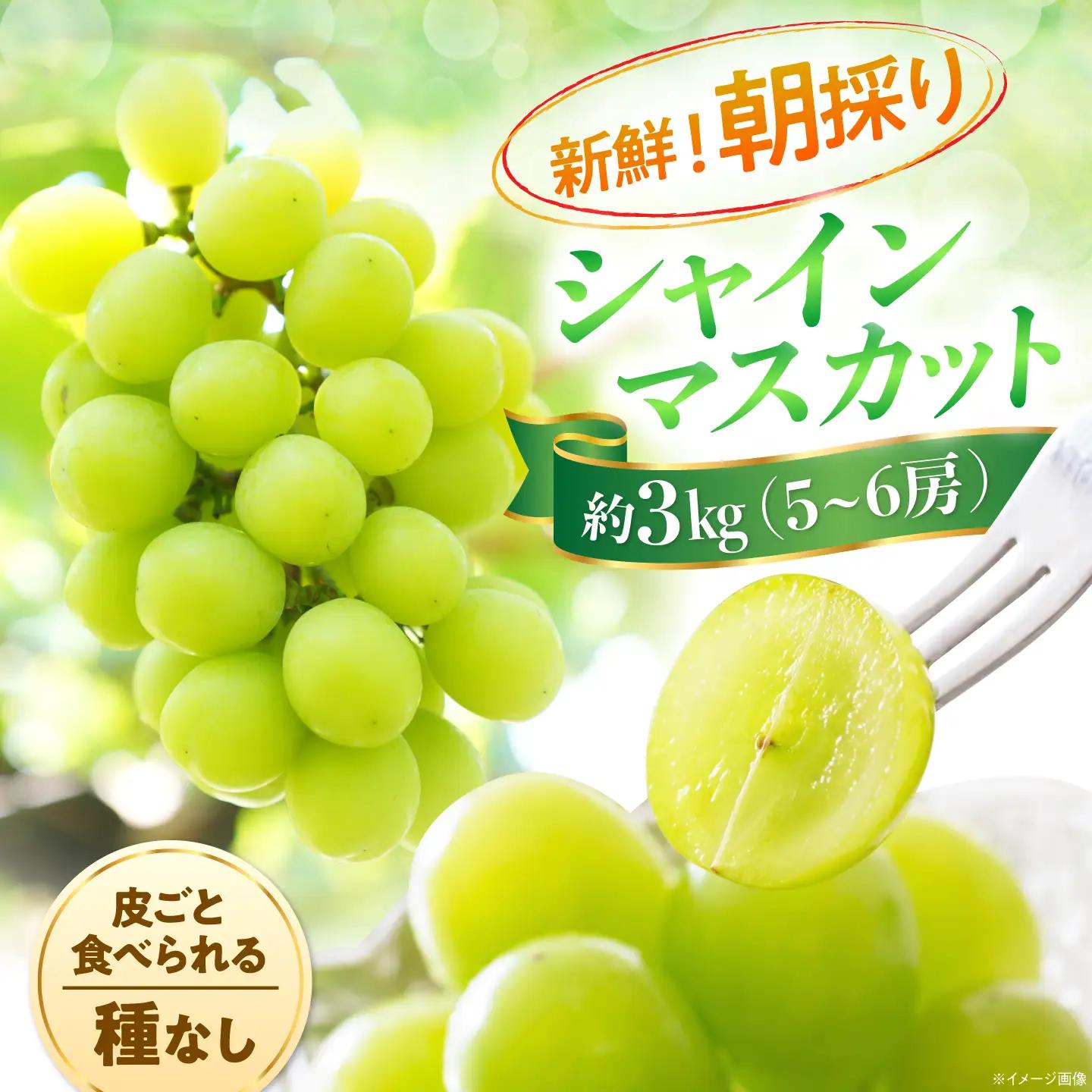 シャインマスカット 約3kg 先行予約 BKCA002 ぶどう