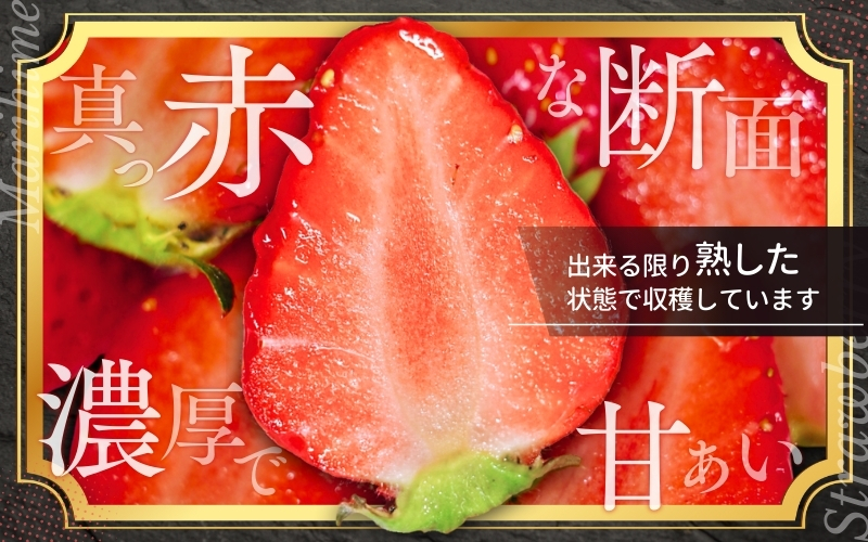 ＼先行予約／ いちご まりひめ 【ご家庭用】 約300g×4パック M～3Lサイズ （サイズ指定不可） 2027年1月頃から順次発送 / いちご まりひめ 和歌山ブランド イチゴ 和歌山 果物 フルー