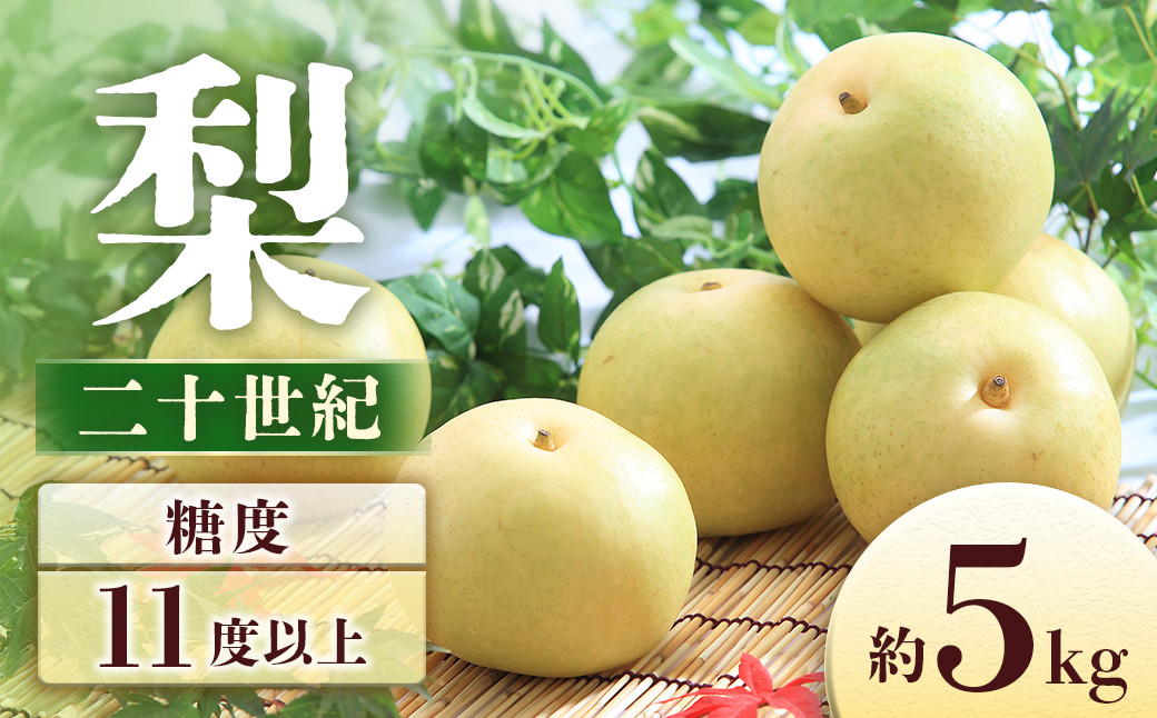 
J-2 梨　二十世紀 約5kg【8～16玉】※2025年発送　先行予約分※
