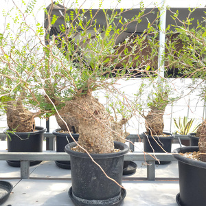 オペルクリカリア・パキプス「塊根植物の王様」(発根管理済) H005 [0427ch]