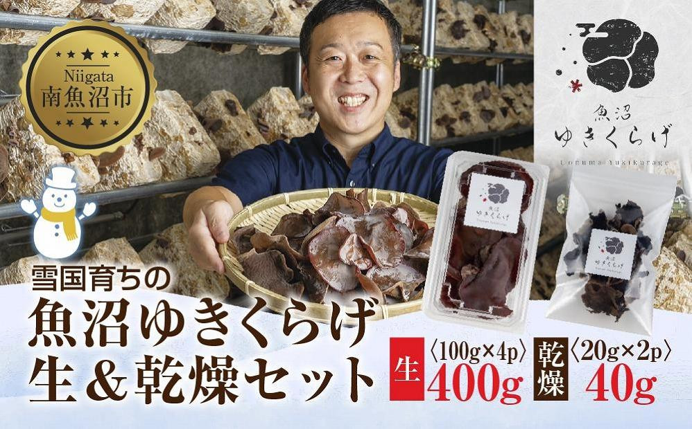 
国産 生 きくらげ 100g×4パック 計400g 乾燥 きくらげ 20g×2パック 計40g 小分け 栄養豊富 無農薬 無添加 オーガニック 自家栽培 雪国 魚沼ゆきくらげ キクラゲ 木耳 きのこ キノコ ビタミンＤ 肉厚 健康 食品 食物繊維 佃煮 歯ごたえ 菌床 食感 高品質 送料無料 新潟県 南魚沼市
