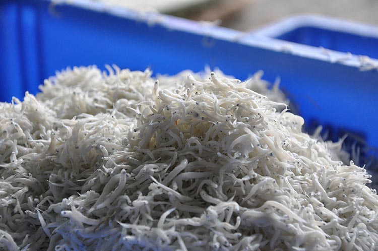ふるさと特鮮釜揚げしらす 250g 【家庭用パック】｜しらす 魚 鮮魚 減塩 採れたて 国産 お米 ご飯 ごはん  丼 ※北海道・沖縄・離島へのお届け不可 ※年末年始のお届け不可