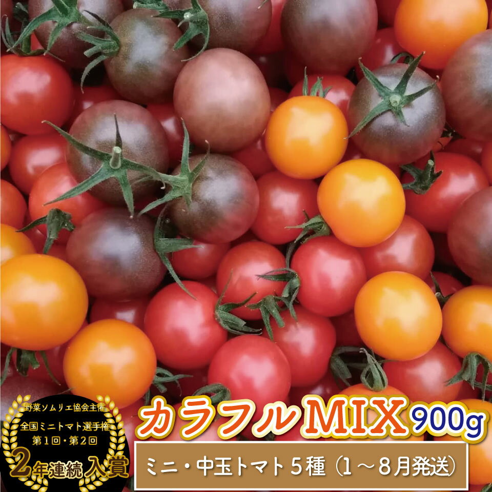 【ふるさと納税】カラフル トマト 5種 ミックス＜約900g＞ミニトマト フルーツトマト フルティカなど＞アイメック ましまファーム 発送月が選べる 【常温】送料無料 MIX 高知県 佐川町 野菜ソムリエ 全国ミニトマト選手権 銅賞 2年連続入賞農園 【毎年1月～8月頃発送】