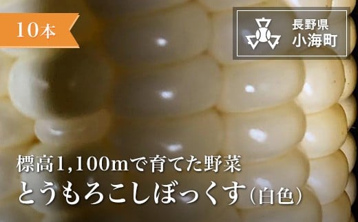 あとくら農園 トウモロコシぼっくす（白色）10本セット| 野菜 新鮮 旬 トウモロコシ 【 2026年発送 先行予約 】