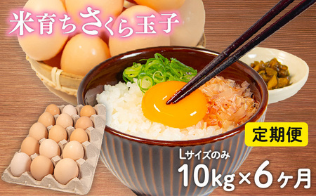 定期便 卵 10kg × 6ヶ月 割れ補償 5個 Lサイズ のみ 約 150個 × 6回 定期便 国産 米育ち さくら玉子 米育ちさくら卵 鶏 さくら コク 濃い 卵黄 風味 とれたて 生 たまご 地産地消  国産鶏 玉子 産みたて 新鮮 黄身 卵 かけ ご飯 たまご かけ ごはん 玉子 丼  卵 焼き すき焼き 目玉 焼き 玉子 スープ 茶碗蒸し ゆで たまご サンド 大容量 滋賀県