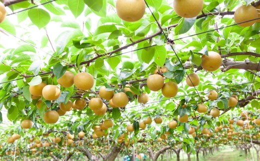 特撰甘果逸品 幸水梨 8～9玉（約3kg）