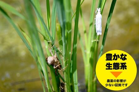 米 コシヒカリ 佐渡産 ( 5kg ) 棚田米 佐渡市歌見地区【令和7年米】