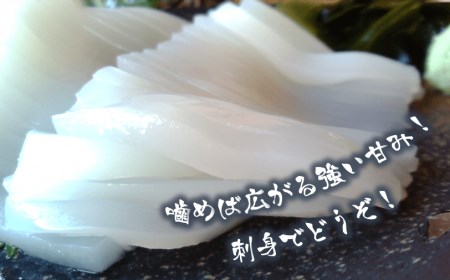 白イカ 朝どれ 丸ごと3本 イカ