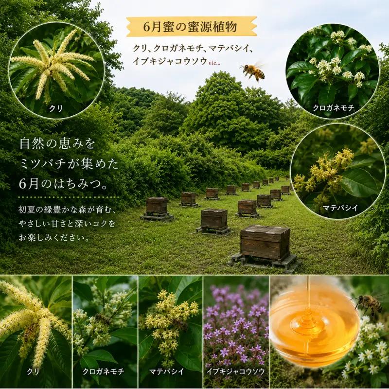 はちみつ 百花蜜 6月蜜 300g×1本 非加熱 産地直送 国産 一期一会 はちみつ 鹿嶋市