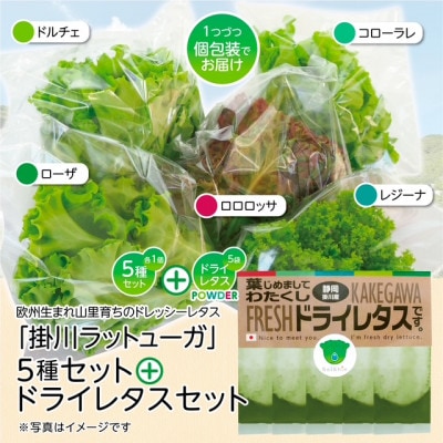 リーフレタスパウダー計10gと掛川ラットューガ5種×1株セット【配送不可地域：離島・北海道・四国・九州】【1699744】