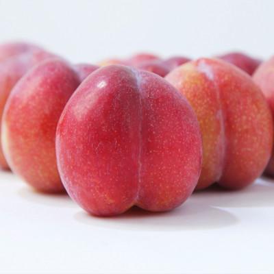 ふるさと納税 村山市 すもも 秋姫 秀品 約1.4kg (5〜10個程度) 令和8年産 |  | 01