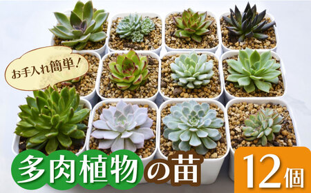 多肉植物 苗 12個セット / 植物 植物 植物 植物 植物 植物 植物 [AFAT005]