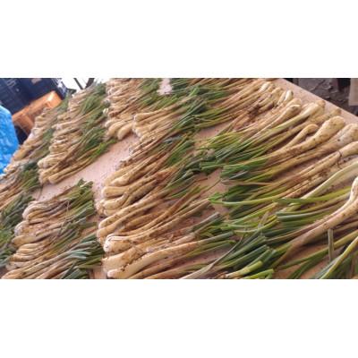 ふるさと納税 糸満市 【畑人市場】 土付き 生 島らっきょう 約 2kg |  | 01