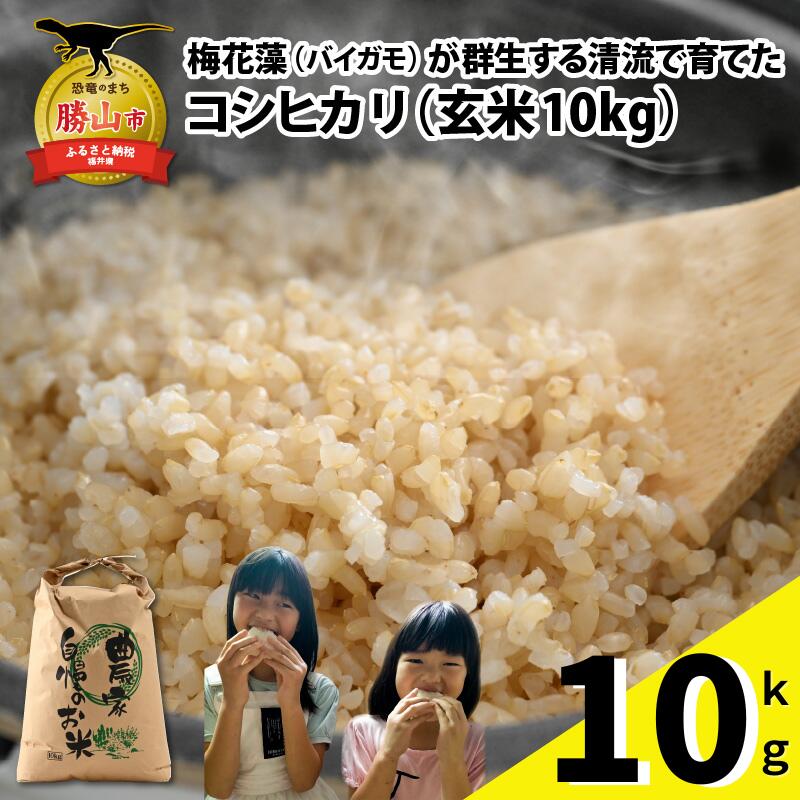 【ふるさと納税】【通常販売】令和8年産 梅花藻が群生する清流で育てたコシヒカリ（玄米 10kg×1袋）※2026年9月10日以降順次発送予定| 新米 国産 福井県産 米 お米 おこめ ブランド米 ごはん ご飯 お取り寄せ 直送 10kg 10キロ 1袋 袋包装 人気 品種 おいしい 送料無料