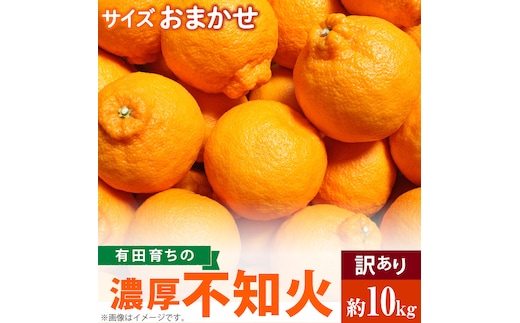 
										
										AB6035_（先行予約）有田育ちの濃厚 不知火 (デコポンと同品種)（訳あり 家庭用）10kg
									