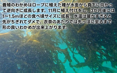 紀州衣奈産乾燥わかめ 約150g×5パック（2025年産） 【SL46】【sml116B】