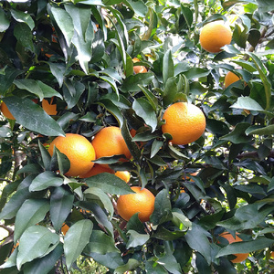 【先行予約】Saito Orange Farmの訳あり清見タンゴール10kg（2026年3月中旬頃より順次発送） IKTAQ010