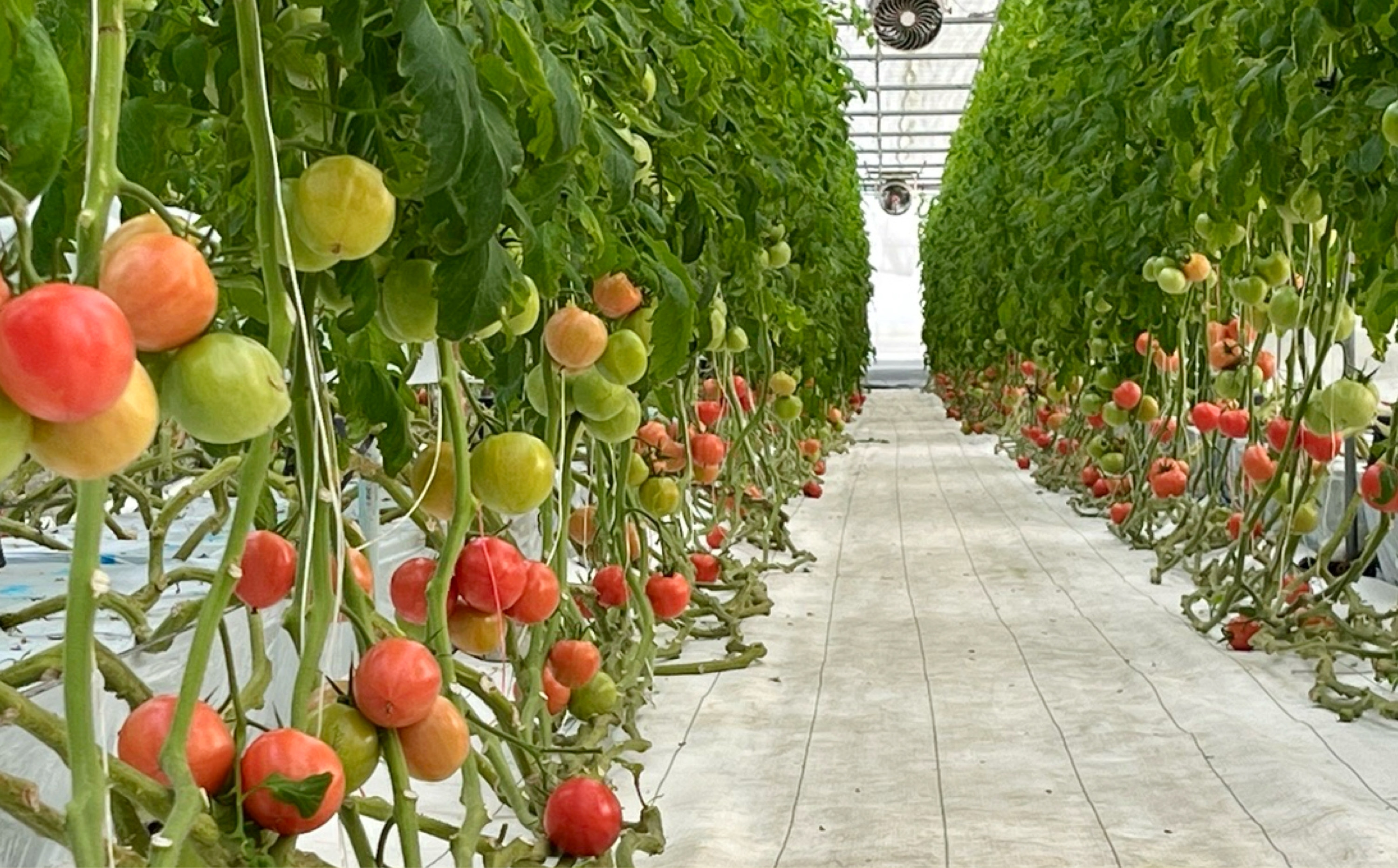 ＜先行予約＞鈴鹿山麓トマト「ハウス桃太郎」、「レッドオーレ」、「カラフルミニ」の3種詰め合わせ（合計4kg）