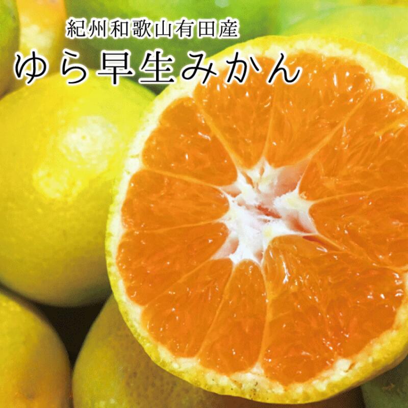 【ふるさと納税】 紀州和歌山有田産ゆら早生みかん 【選べる容量】 先行予約 ※2025年10月中旬頃～2025年10月下旬頃順次発送（お届け日指定不可） / みかん 温州みかん 極早生