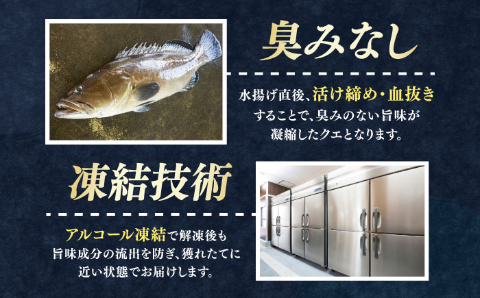 【全3回定期便】対馬産 クエ ぶつ切り 600g スープ付 ( 鍋用 )《対馬市》【島本水産】高級魚 新鮮 肉厚 本格的 海鮮 2〜3人前 鍋セット フライ 煮付け アラ モロコ アオナ [WBI00