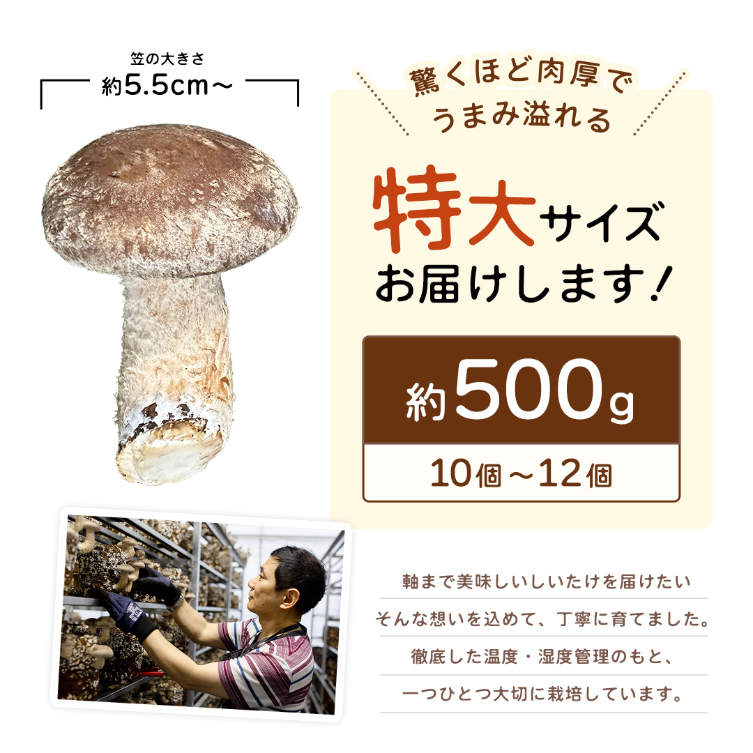 産地直送！軸まで美味しい『軸王しいたけ』特大サイズ 約5