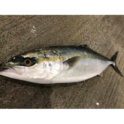 ふるさと納税 八幡浜市 八幡浜発!竹中水産の「活き〆カンパチorハマチorタイ」【H22-211】 |  | 02