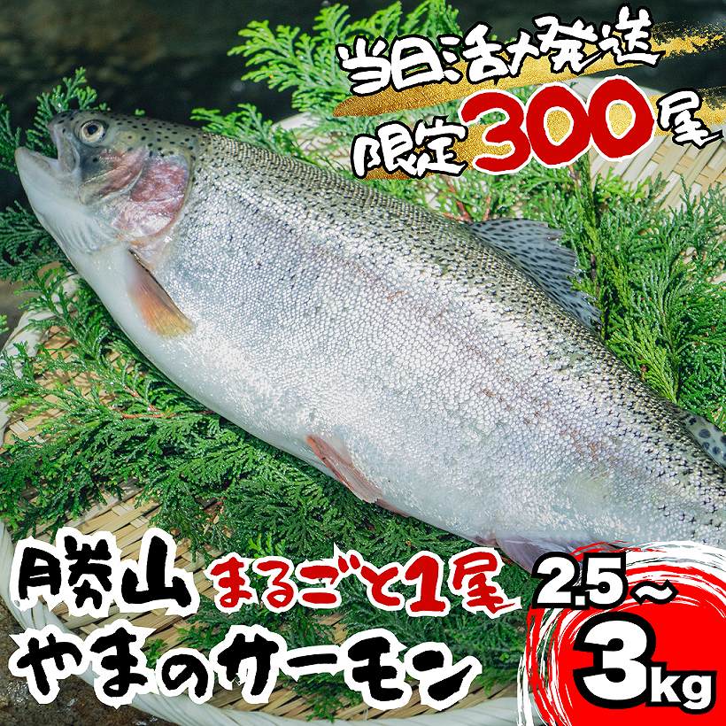 【ふるさと納税】福井県勝山市産 勝山 やまのサーモン まるごと1尾 大サイズ（2.5～3kg程度）｜サーモン 鮭 さけ サケ ふくいサーモン 福井県産 ふくい 魚 旬 新鮮 活〆 丸ごと 1匹 海鮮 魚介 北陸