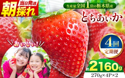 【先行予約】【定期４回】那珂川町産とちあいか 270ｇ×4Ｐ×2 |  苺 イチゴ 大粒 甘い 贈答用 数量限定 果物 フルーツデザート 人気 贅沢 たっぷり 大容量 朝採れ当日発送 栃木県 那珂川町 送料無料