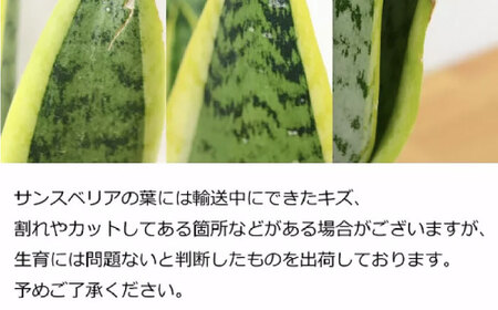 観葉植物  サンスベリア  ローレンティ 10号 ブラックセラート 鉢植え インテリア / 観葉 植物 インテリア おしゃれ プレゼント / 大村市 /琴花園[ACYK013]