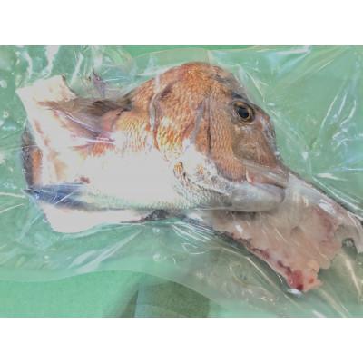 ふるさと納税 八幡浜市 竹中水産の大真鯛(三枚下ろし真空パック丸ごと1匹)!【D22-280】 |  | 02