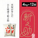 【ふるさと納税】【新米】【12ヶ月定期便】 特別栽培米 新之助 4kg (2kg×2袋)×12回 米杜氏 壱成 白米 精米 大粒 つや 光沢 弾力 芳醇