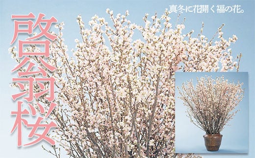 
山形市産「啓翁桜」80cm(2～3本入)×7袋 FZ19-433
