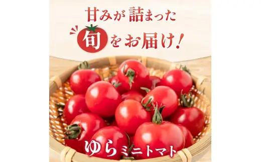 【先行予約】 和歌山県由良町産 ゆらミニトマト 1.5kg×1箱※2026年10月中旬頃から翌年6月中旬頃に順次発送予定(お届け日指定不可) / トマト ハウス栽培 とまと 野菜 産地直送 新鮮 由良