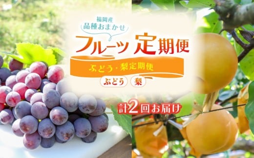 フルーツ 定期便 2回 ( ぶどう 梨 )  ぶどう 2kg 梨 5kg 選べる回数 福岡県産 葡萄 巨峰 梨 豊水 なし 果物 定期便 予約販売 予約受付 数量限定 福岡県 川崎町