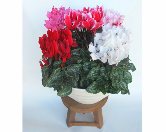 【ふるさと納税】ガーデンシクラメン　寄せ植え　10号鉢 ／ お花 鑑賞 送料無料 埼玉県 No.021