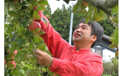 【先行予約】 家庭用 あま～くてもぎたての米崎りんご 10kg 品種：紅いわて 【 岩手県オリジナル品種 数量限定 米崎りんご 訳あり 果物 フルーツ 】 RT3041-10