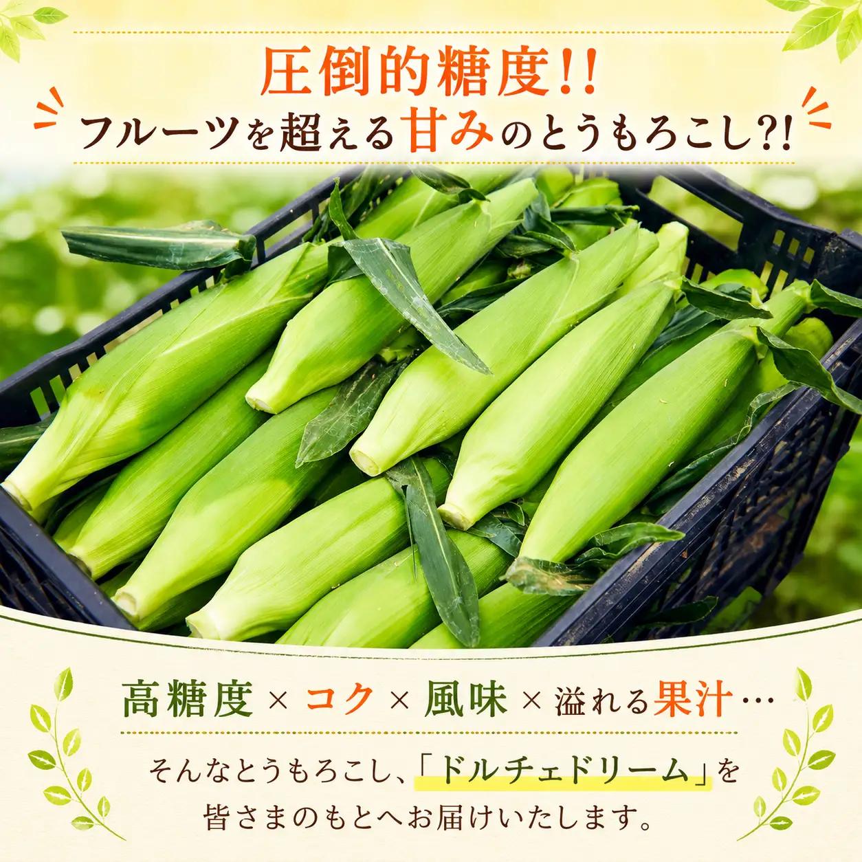 とうもろこし 10-12本セット 柳川市産 トウモロコシ