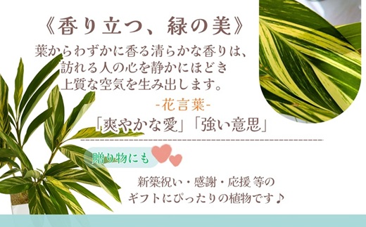 緑の匠が選んだ観葉植物 素敵な空間づくりに ゲットウ( 観葉植物 ゲットウ 月桃 植物 贈り物 送料無料 )【B9-019】