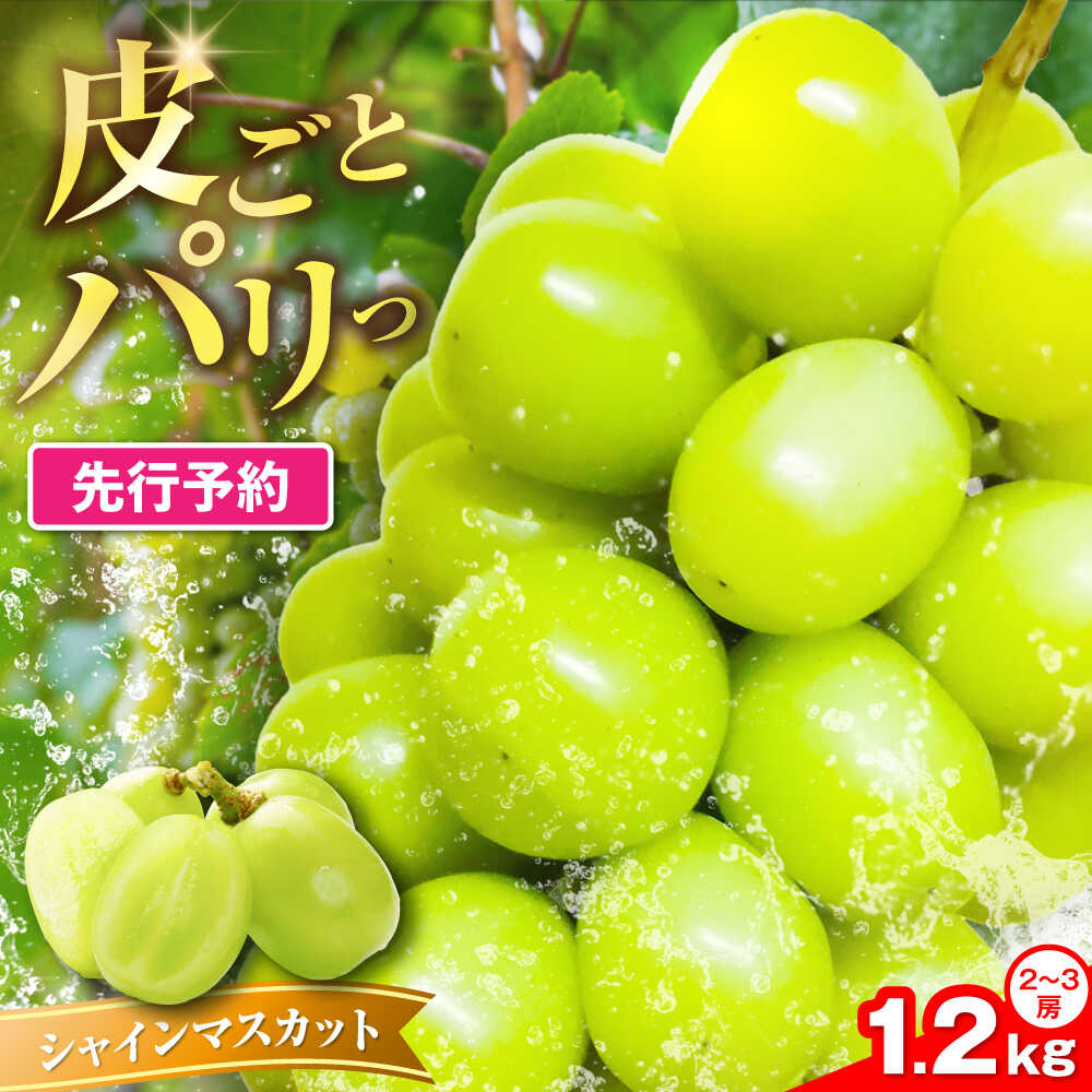 【ふるさと納税】【2026年8月中旬より順次発送】新鮮 シャインマスカット 1.2kg （2〜3房）《豊前市》 【トヨマエフルーツ】[VEL001] 果物 フルーツ マスカット ぶどう ブドウ 葡萄 秀品 甘い